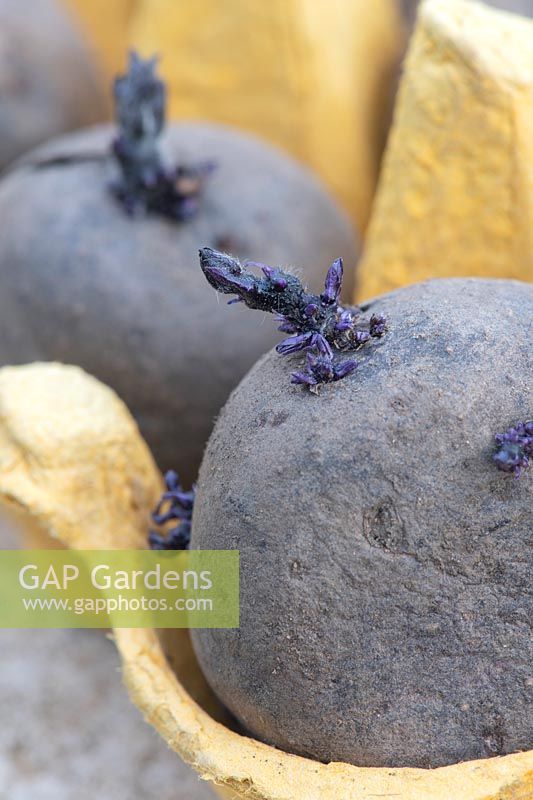 Solanum tuberosum - Albert bartlett 'Purple Majesty' seed potatoes 