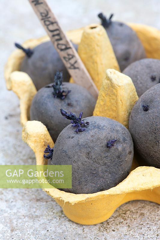 Solanum - Chitting Albert bartlett 'Purple majesty' seed potatoes - February