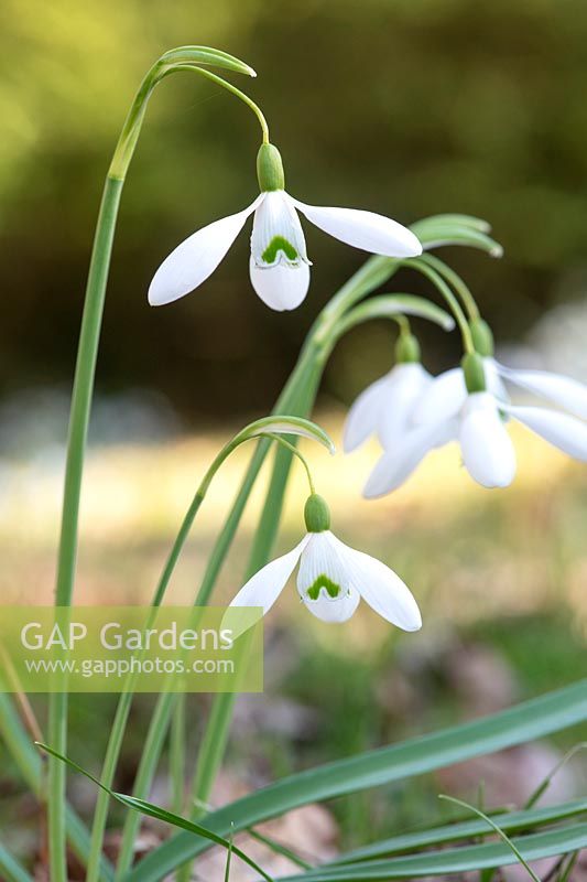 Galanthus 'Magnet'- Snowdrop - February