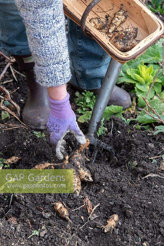 Helianthus tuberosus  - Gardener digging up Jerusalem artichoke tubers - February