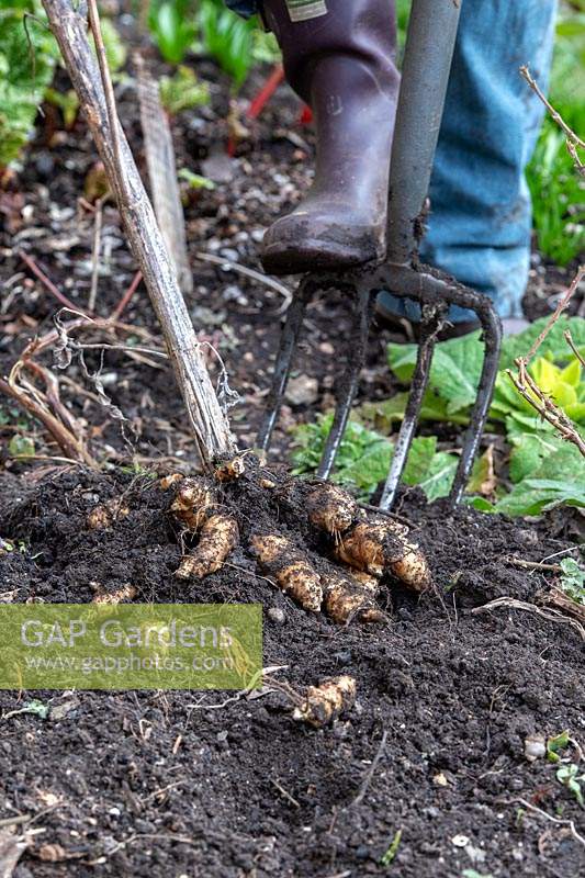 Helianthus tuberosus  - Gardener digging up Jerusalem artichoke tubers - February