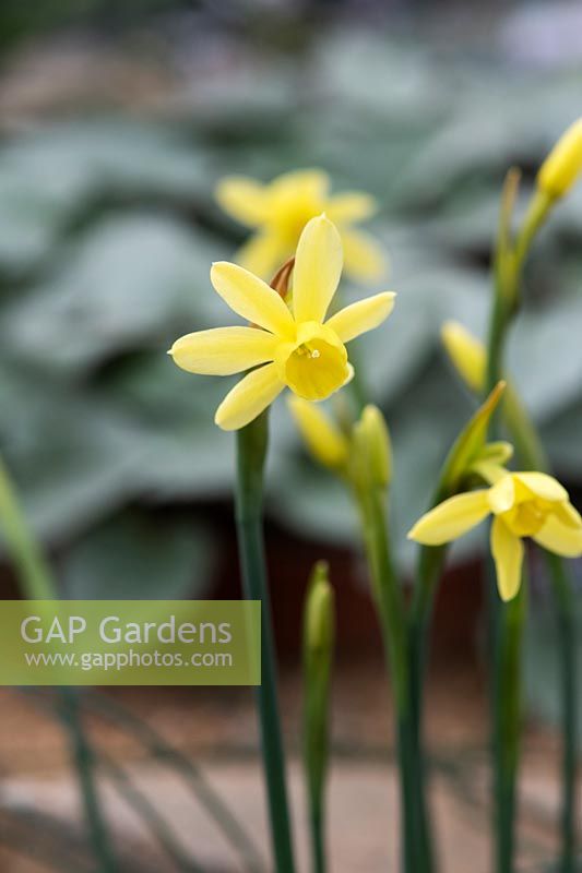 Narcissus fernandesii var 'Cordubensis' - Daffodil 