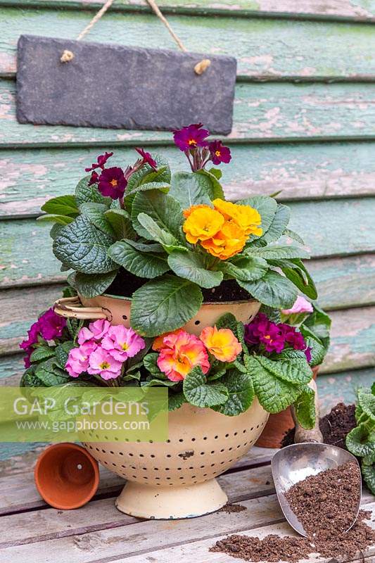Winter display, with double vintage colander planted with flowering Primula.