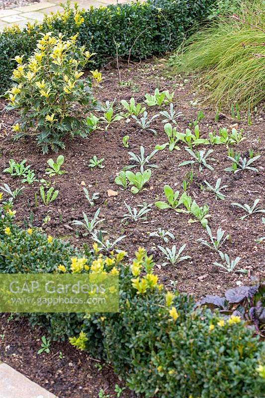 Seedlings of Calendula 'Art Shades' - Marigold 'Art Shades' growing in flowerbed with Centaurea - Cornflower.