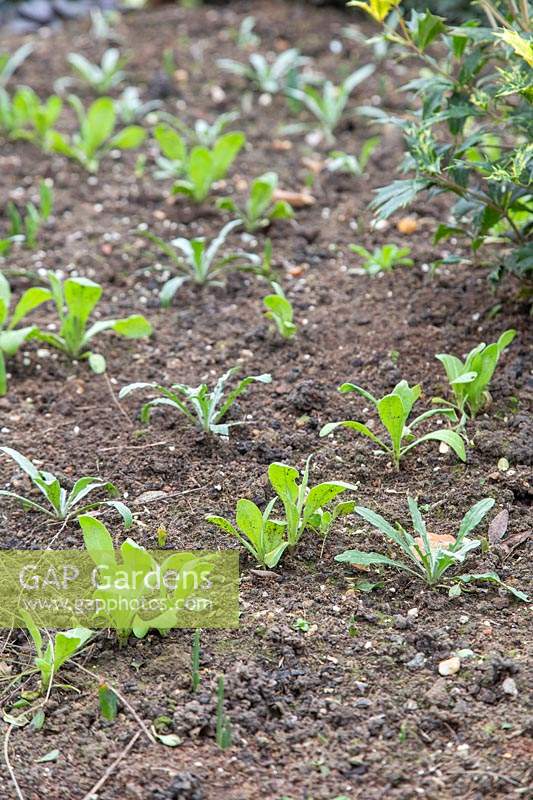 Seedlings of Calendula 'Art Shades' - Marigold 'Art Shades' growing in flowerbed.