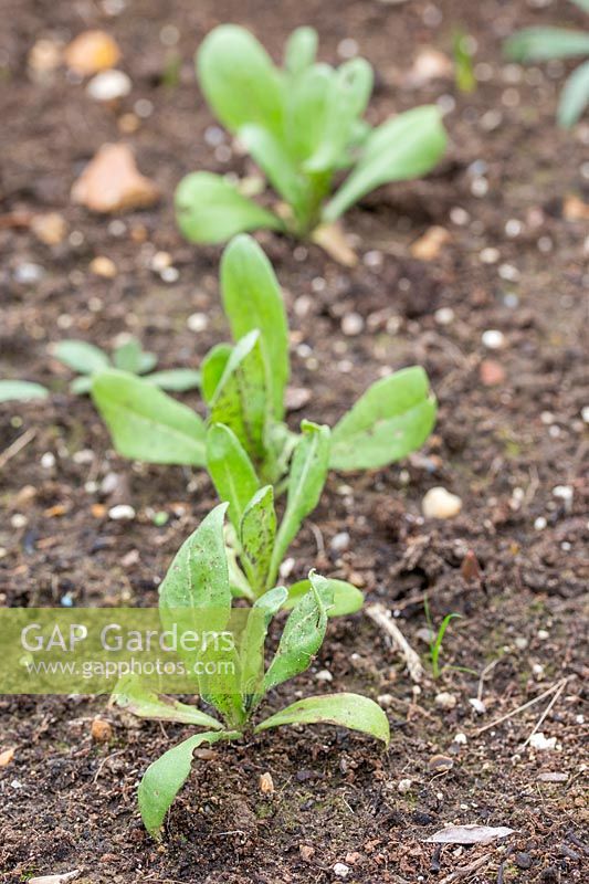 Row of seedlings of Calendula 'Art Shades' - Marigold 'Art Shades'