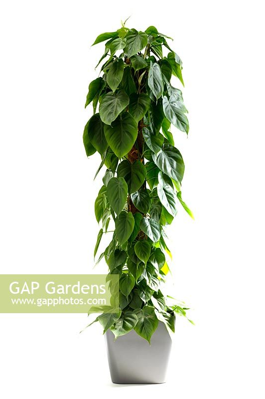 Philodendron hederaceum on white background 