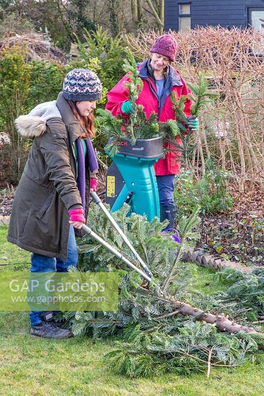 Two women working together to recycle Christmas tree in garden.