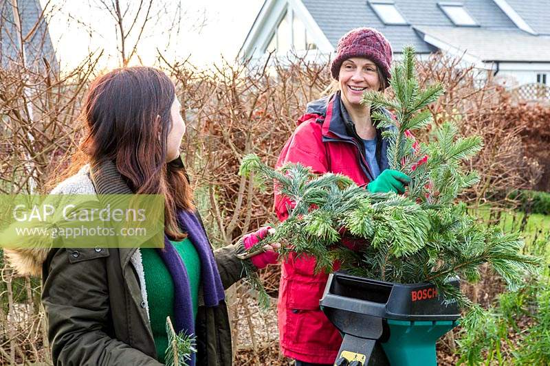 Two women working together to recycle Christmas tree.
