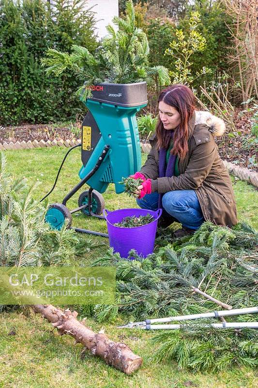 Woman holding garden mulch made from shredded christmas tree.
