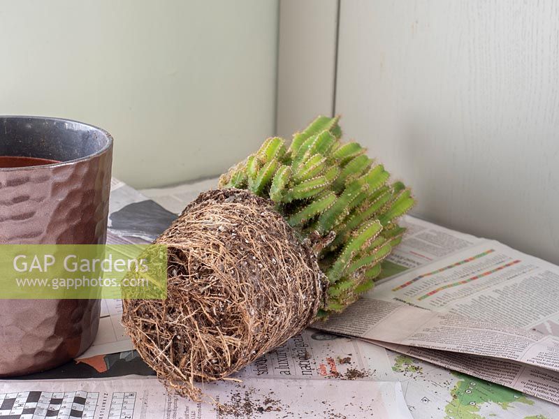 Acanthocereus tetragonus - Cereus - Cactus maintenance