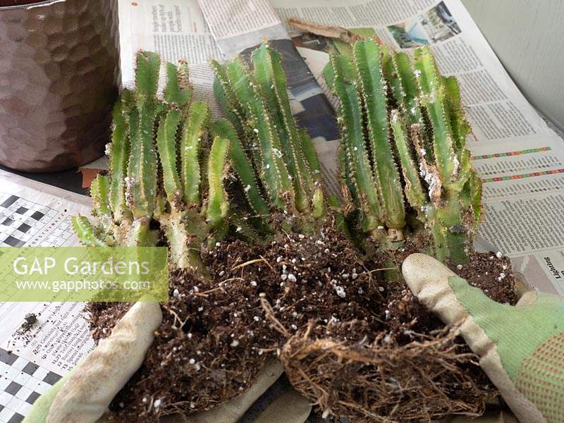 Acanthocereus tetragonus - Cereus - Dividing plant