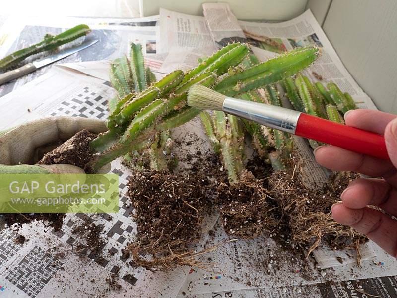 Using a paint brush to clean Acanthocereus tetragonus - Cereus - Cactus maintenance.