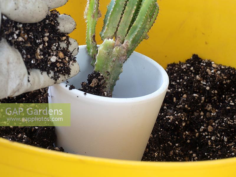 Planting newly divided Acanthocereus tetragonus - Cereus into pot