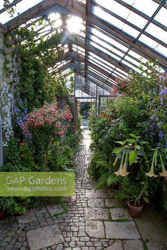 Parham House Glasshouse - looking east with Fuchsia 'Joyce Sinton' left and Brugmansia