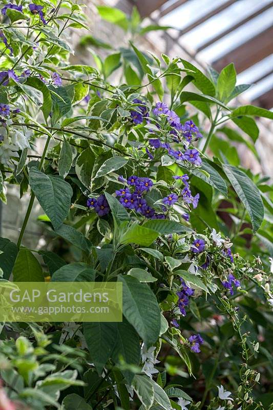 Solanum jasminoides 'Variegatum' - Parham House Glasshouse 