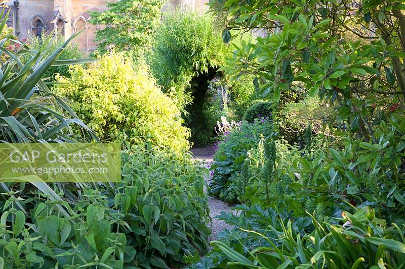 Narrow pathway through mixed shrubs and Phlomis towards willow archway. Arundel Castle, West Sussex, UK