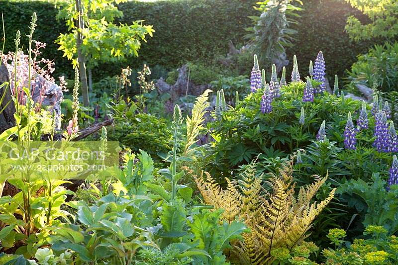 Lupins, ferns, euphorbia, saxifraga and digitalis growing in stumpery garden. Arundel Castle, West Sussex, UK