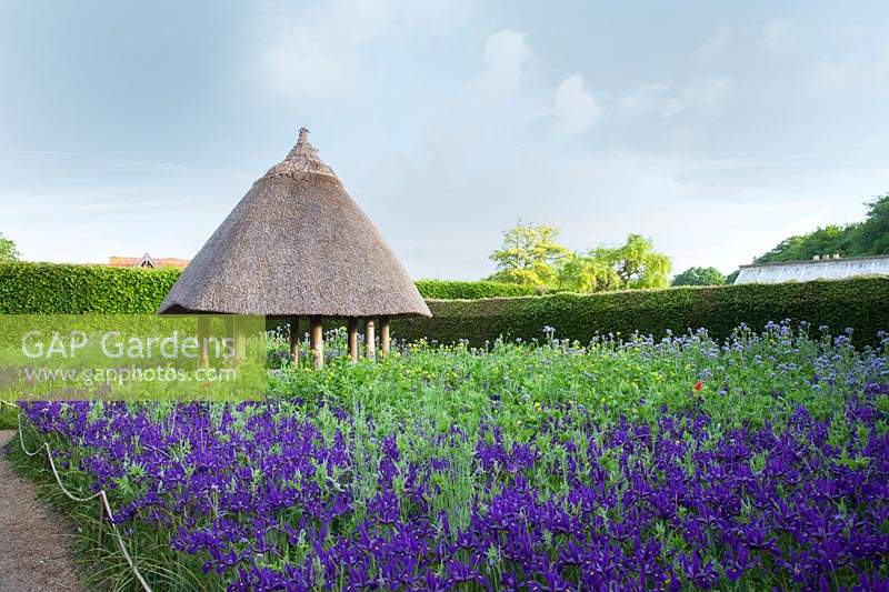 Thatched roundhouse with Phacelia tanacetifolia, and Iris hollandica 