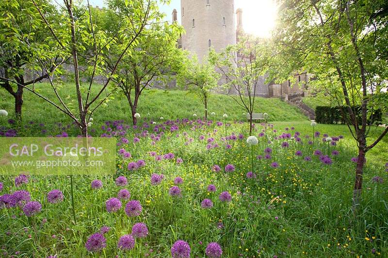 Trees underplanted with Alliums with Castle beyond