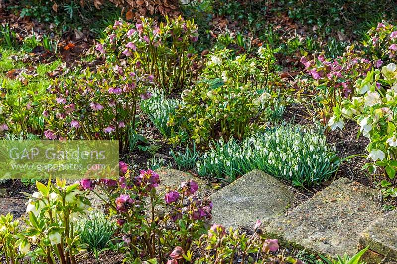 Hellebores and Snowdrops at The Long House Sussex