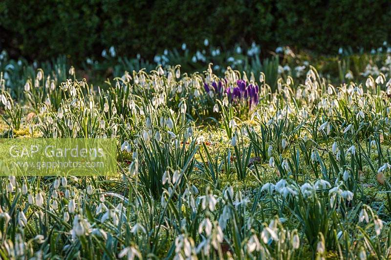 View of flowering Snowdrops at The Old Rectory, Kent