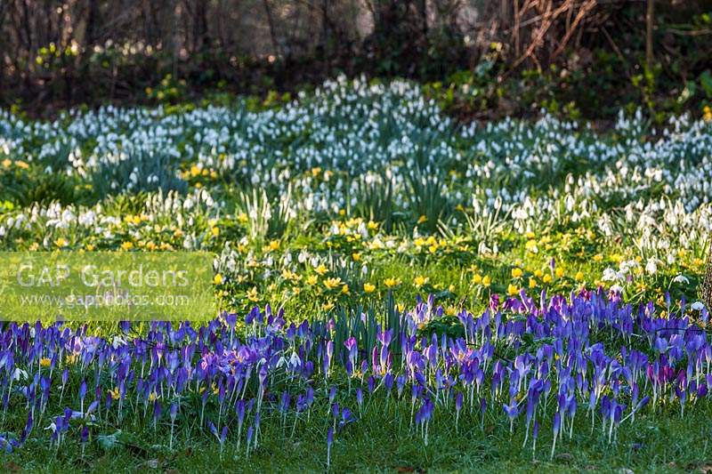 View of flowering Snowdrops, aconites and Crocuses at The Old Rectory, Kent