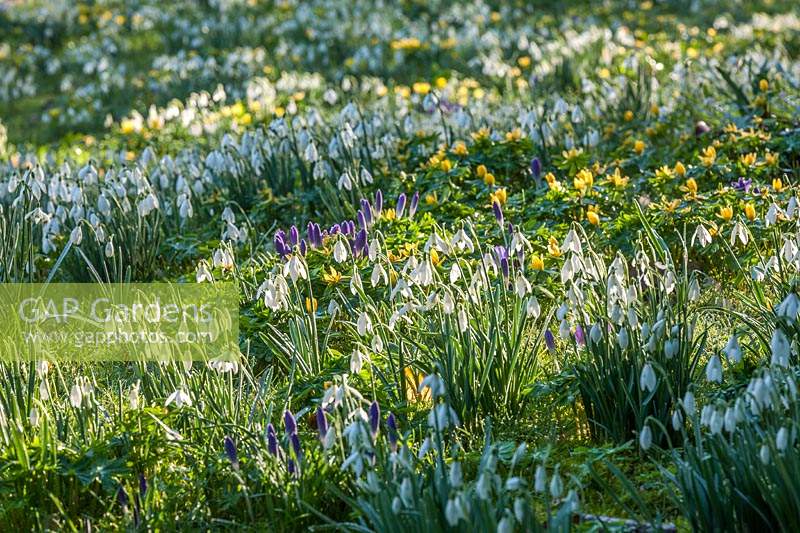 Flowering Snowdrops, winter aconites and crocuses naturalised in the lawn at The Old Rectory, Kent