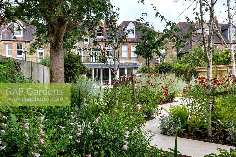 Contemporary patio area in London garden. Planting includes: Betula JackmaniiArtemisia absinthium Lambrook mist.Helenium Moerheim BeautyPenstemon Hidcote pink