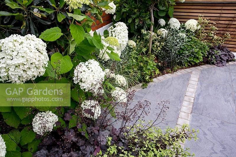 Tiled driveway in London front garden  featuring Hydrangea arborescens Anabelle, 
Pittosporum tenuifolium Tom Thumb, 
Heuchera Plum Pudding

