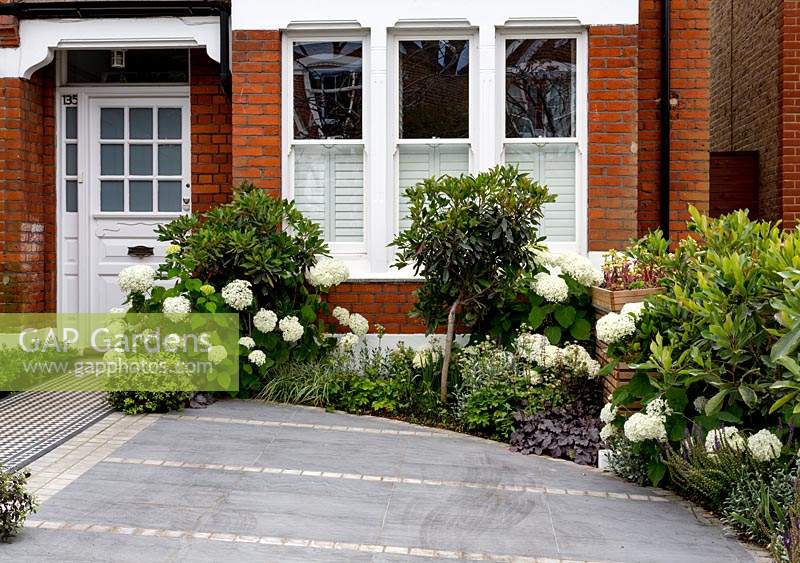 London house with tiled driveway featuring Hydrangea arborescens Anabelle, 
Eriobotrya Coppertone standard, 
Pittosporum tenuifolium Tom Thumb, 
Carex oshimensis 'Everest' - Japanese Sedge  

