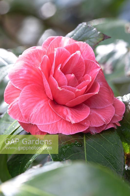 Camellia japonica 'Frans Van Damme' 