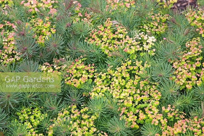 Euphorbia cyparissias 'Fans Ruby'