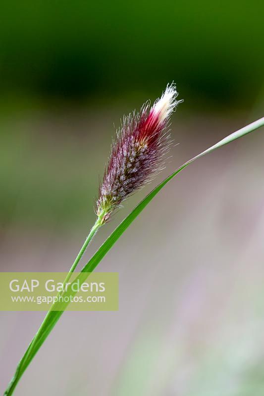 Pennisetum messiacum 'Red Buttons' 