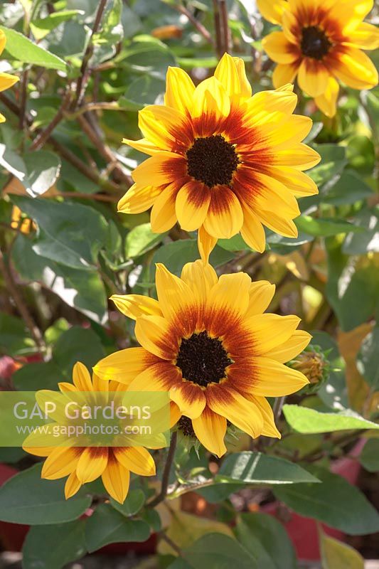 Helianthus Sunflower 'SunBelievable Brown Eyed Girl' 