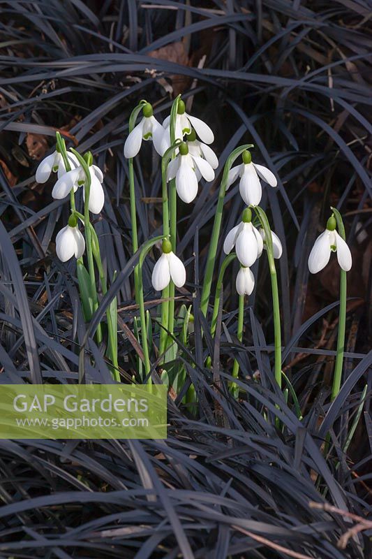 Galanthus Snowdrop 'Mrs W M George' surrounded by Ophiopogon planiscapus 'Nigrescens'