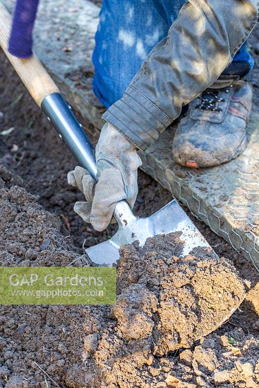 Close up of woman digging a planting trench for hardwood cuttings of Cornus - Dogwood.