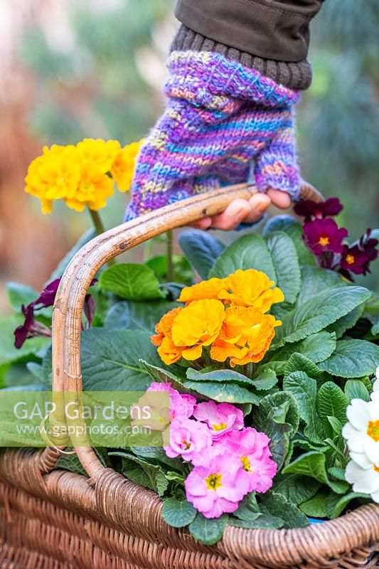 Woman carrying mixed Primula in woven basket. 
