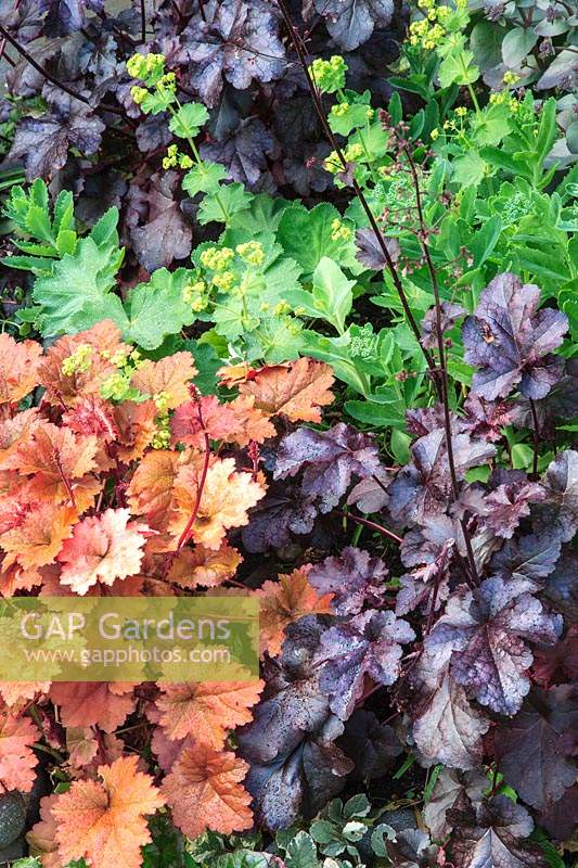 Grouping of coloured foliage plants including Heuchera 'Plum Pudding', Heuchera 'Creme Brulee' and Alchemilla mollis. 