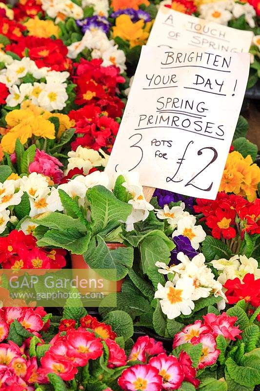 Display of spring flowering primulas with sales sign. 