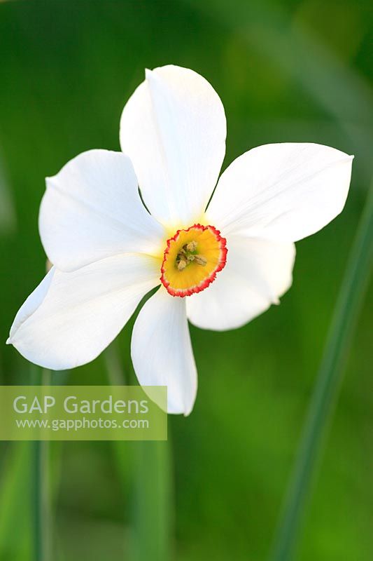 Narcissus poeticus - Pheasant's Eye daffodil 