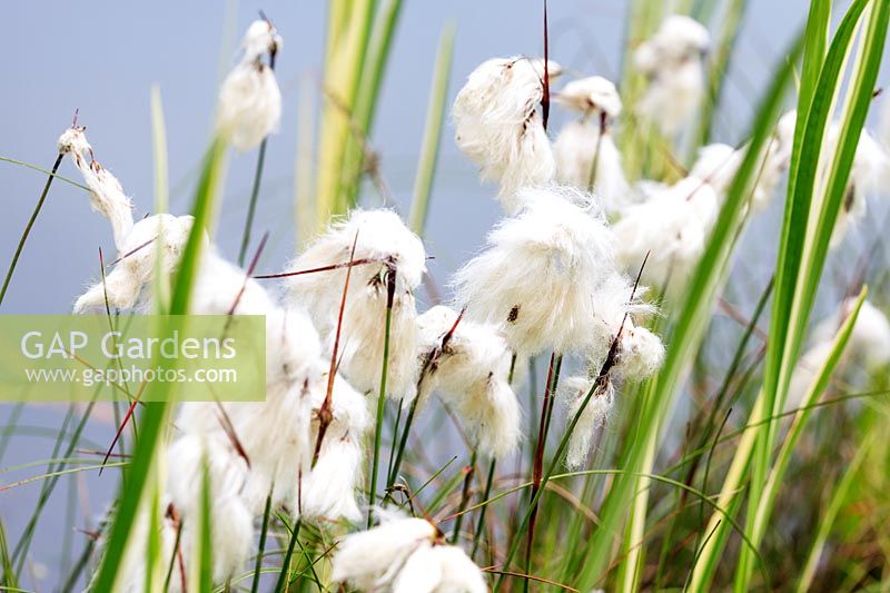 Eriophorum angustifolium - Common Cotton Grass
