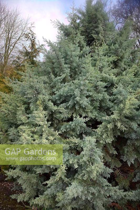 Cupressus arizonica var. glabra - Smooth Arizona Cypress
