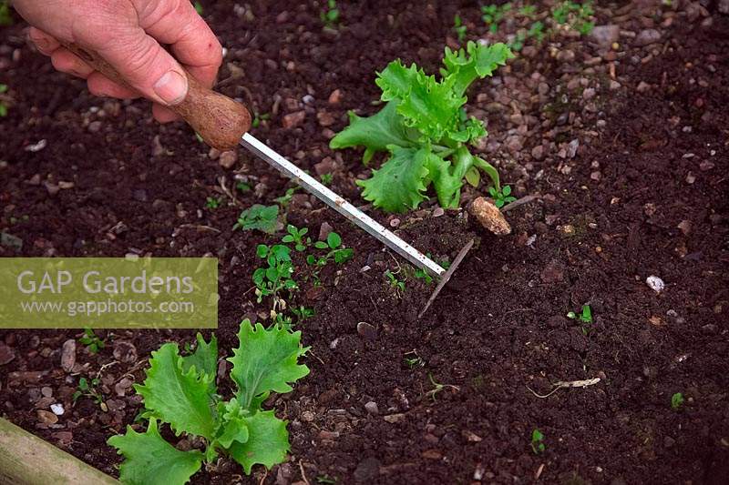 Person weeding winter lettuce - Lactuca sativa 'Great Lakes' with a paint stripper tool used as a mini hoe. 