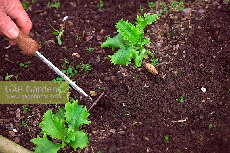 Person weeding winter lettuce - Lactuca sativa 'Great Lakes' with a paint stripper tool used as a mini hoe.
