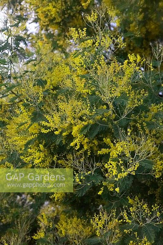 Acacia dealbata - Mimosa