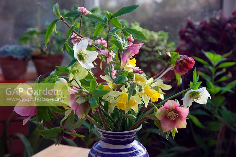 Vase of garden spring flowers, including Narcissus, Helleborus and Daphne. 