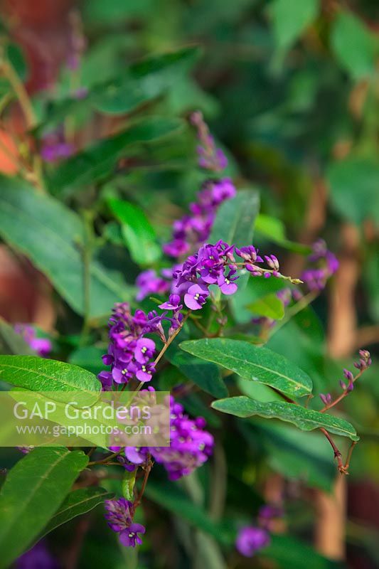 Hardenbergia violacea 'Happy Wanderer' - Vine Lilac 'Happy Wanderer'

