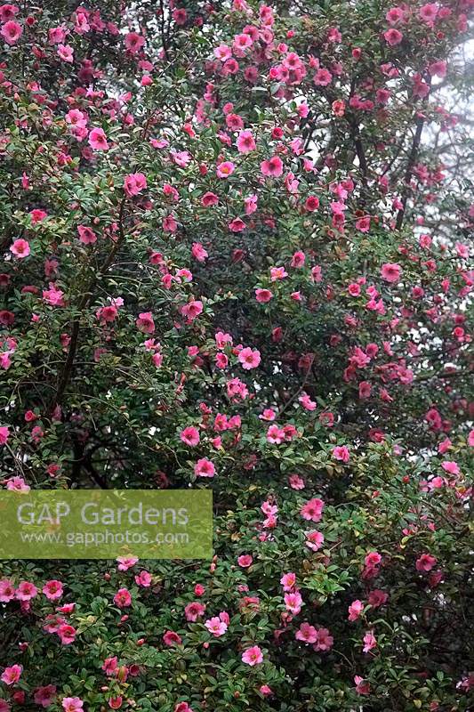 Camellia saluenensis 