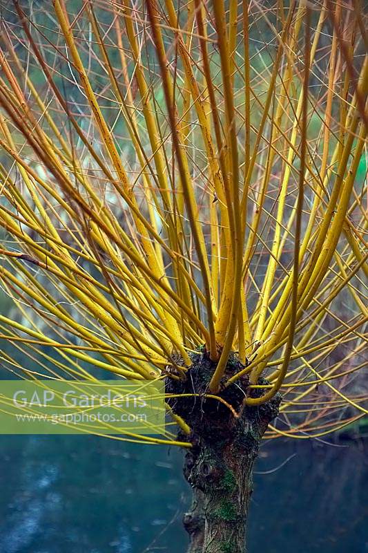 Salix alba var. vitellina 'Yelverton' - Golden Willow 'Yelverton'